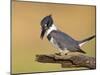 Belted Kingfisher, Willacy County, Rio Grande Valley, Texas, USA-Rolf Nussbaumer-Mounted Photographic Print