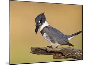 Belted Kingfisher, Willacy County, Rio Grande Valley, Texas, USA-Rolf Nussbaumer-Mounted Photographic Print