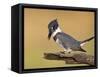 Belted Kingfisher, Willacy County, Rio Grande Valley, Texas, USA-Rolf Nussbaumer-Framed Stretched Canvas