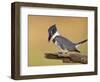 Belted Kingfisher, Willacy County, Rio Grande Valley, Texas, USA-Rolf Nussbaumer-Framed Photographic Print