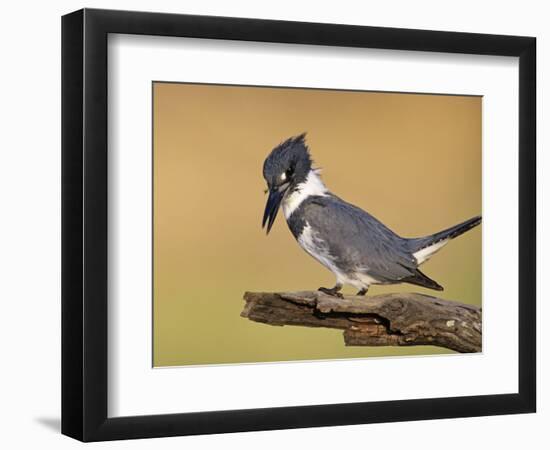 Belted Kingfisher, Willacy County, Rio Grande Valley, Texas, USA-Rolf Nussbaumer-Framed Photographic Print