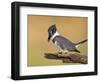 Belted Kingfisher, Willacy County, Rio Grande Valley, Texas, USA-Rolf Nussbaumer-Framed Photographic Print