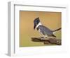 Belted Kingfisher, Willacy County, Rio Grande Valley, Texas, USA-Rolf Nussbaumer-Framed Photographic Print