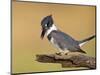 Belted Kingfisher, Willacy County, Rio Grande Valley, Texas, USA-Rolf Nussbaumer-Mounted Photographic Print