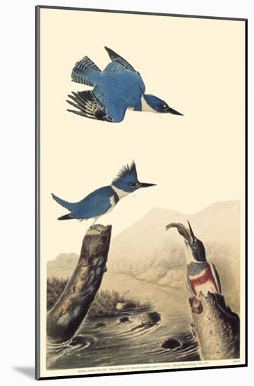 Belted Kingfisher-null-Mounted Poster