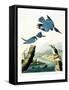 Belted Kingfisher-John James Audubon-Framed Stretched Canvas