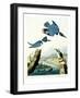 Belted Kingfisher-John James Audubon-Framed Giclee Print