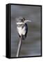 Belted Kingfisher-Hal Beral-Framed Stretched Canvas