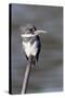 Belted Kingfisher-Hal Beral-Stretched Canvas