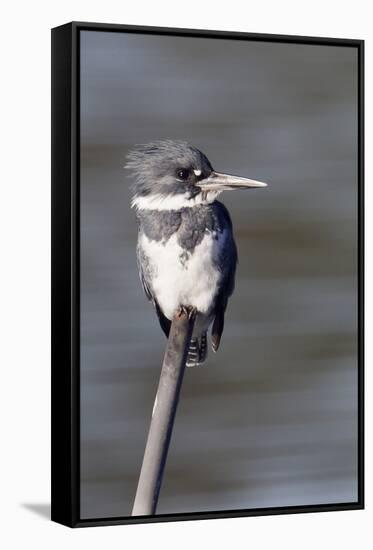 Belted Kingfisher-Hal Beral-Framed Stretched Canvas