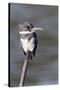 Belted Kingfisher-Hal Beral-Stretched Canvas