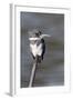 Belted Kingfisher-Hal Beral-Framed Photographic Print