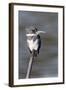 Belted Kingfisher-Hal Beral-Framed Photographic Print