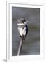 Belted Kingfisher-Hal Beral-Framed Photographic Print