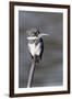 Belted Kingfisher-Hal Beral-Framed Photographic Print