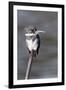 Belted Kingfisher-Hal Beral-Framed Photographic Print