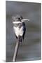 Belted Kingfisher-Hal Beral-Mounted Photographic Print