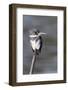 Belted Kingfisher-Hal Beral-Framed Photographic Print