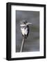 Belted Kingfisher-Hal Beral-Framed Photographic Print