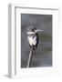 Belted Kingfisher-Hal Beral-Framed Photographic Print