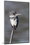 Belted Kingfisher-Hal Beral-Mounted Photographic Print