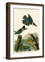 Belted Kingfisher-John James Audubon-Framed Art Print