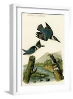 Belted Kingfisher-John James Audubon-Framed Art Print