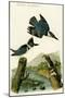 Belted Kingfisher-John James Audubon-Mounted Art Print