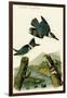 Belted Kingfisher-John James Audubon-Framed Art Print