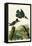 Belted Kingfisher-John James Audubon-Framed Stretched Canvas