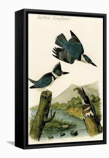 Belted Kingfisher-John James Audubon-Framed Stretched Canvas