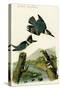 Belted Kingfisher-John James Audubon-Stretched Canvas