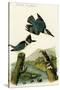 Belted Kingfisher-John James Audubon-Stretched Canvas