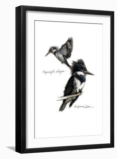 BELTED KINGFISHER-BRUCE DEAN-Framed Art Print