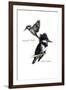 BELTED KINGFISHER-BRUCE DEAN-Framed Art Print