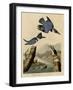 Belted Kingfisher-null-Framed Giclee Print