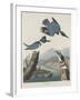 Belted Kingsfisher, 1830-John James Audubon-Framed Giclee Print