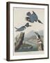 Belted Kingsfisher, 1830-John James Audubon-Framed Giclee Print