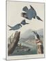 Belted Kingsfisher, 1830-John James Audubon-Mounted Giclee Print