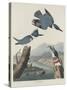 Belted Kingsfisher, 1830-John James Audubon-Stretched Canvas