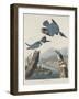 Belted Kingsfisher, 1830-John James Audubon-Framed Giclee Print