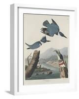 Belted Kingsfisher, 1830-John James Audubon-Framed Giclee Print