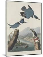 Belted Kingsfisher, 1830-John James Audubon-Mounted Giclee Print