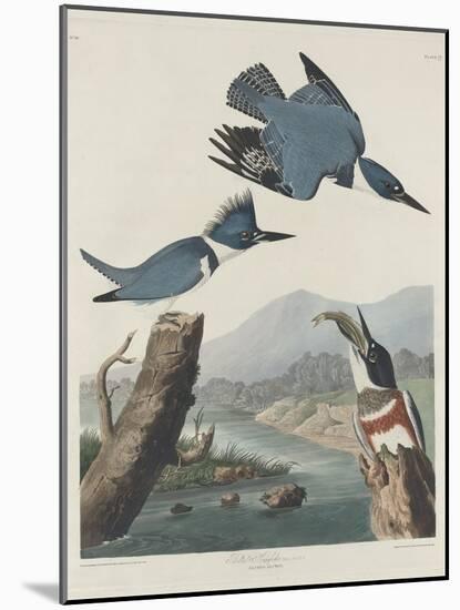 Belted Kingsfisher, 1830-John James Audubon-Mounted Giclee Print