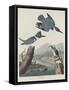 Belted Kingsfisher, 1830-John James Audubon-Framed Stretched Canvas
