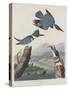 Belted Kingsfisher, 1830-John James Audubon-Stretched Canvas