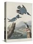 Belted Kingsfisher, 1830-John James Audubon-Stretched Canvas