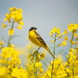 Bird in Yellow Flowers, Rapeseed-belu gheorghe-Framed Stretched Canvas