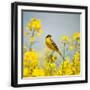Black Frame