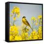 Canvas Black